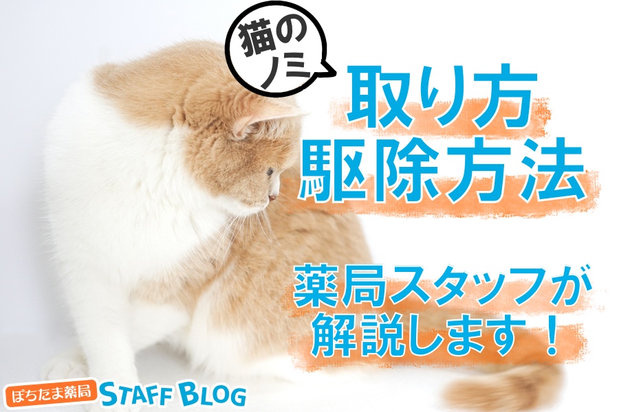 猫のノミの取り方・駆除方法を薬局スタッフが解説