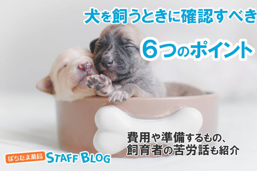 犬を飼うときに確認すべき6つのポイント｜費用や準備、大変さを解説