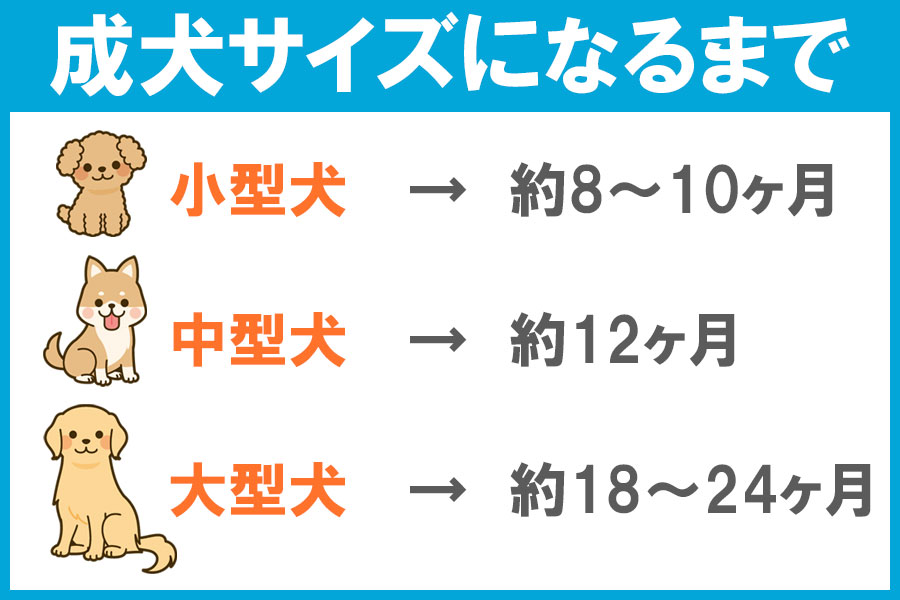 実際飼い始めてわかった】犬を飼うのに必要なもの13アイテム＋α | ぽちたま薬局スタッフブログ