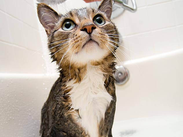ノミ取りシャンプーで洗われる猫
