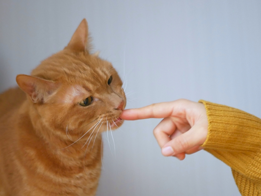 レボリューションは安全だけど不安なら別のお薬を