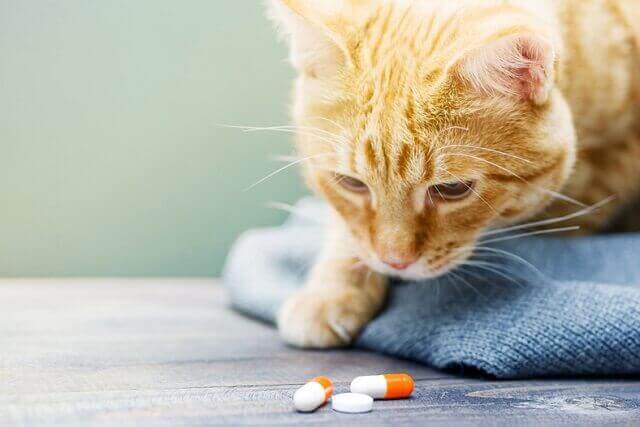 猫に抗生物質を投与した時の副作用は？種類別に副作用を解説