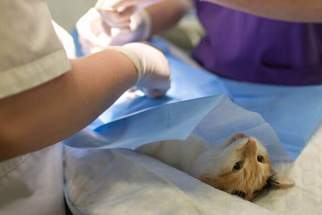 獣医師の治療を受ける猫