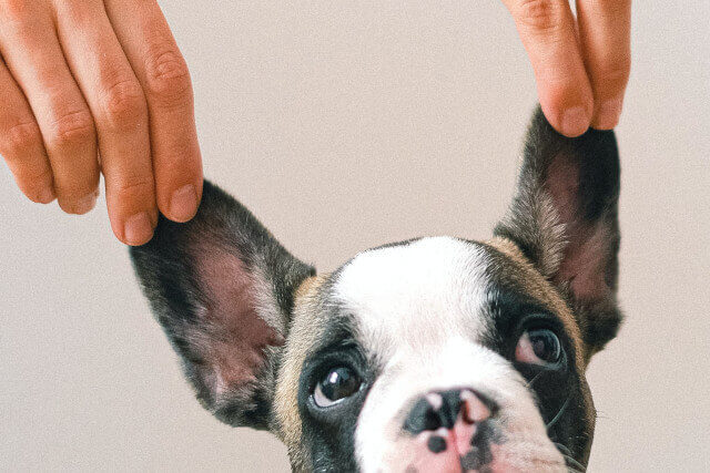 犬の外耳