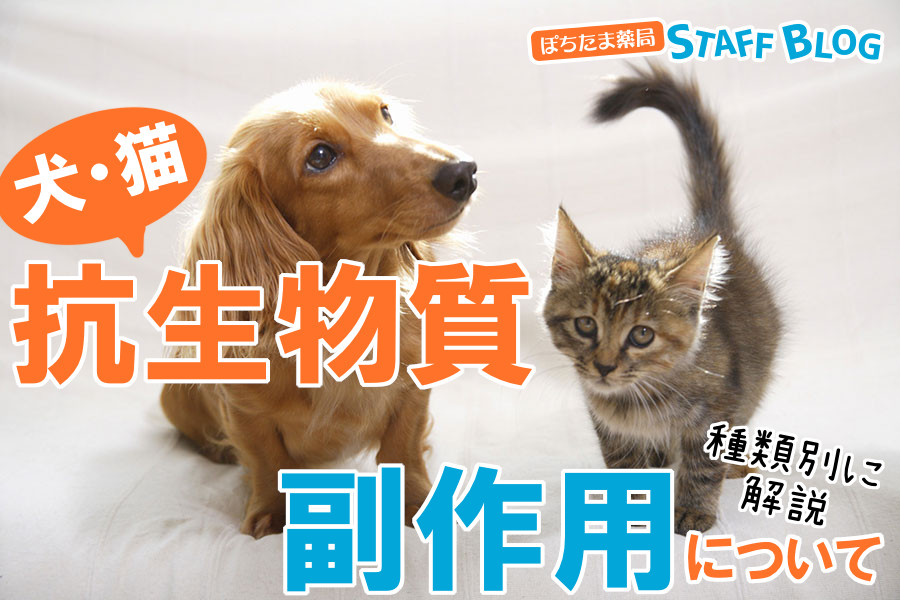 犬・猫に抗生物質を投与した時の副作用は？種類別に副作用を解説