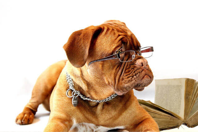 眼鏡をかけた老犬