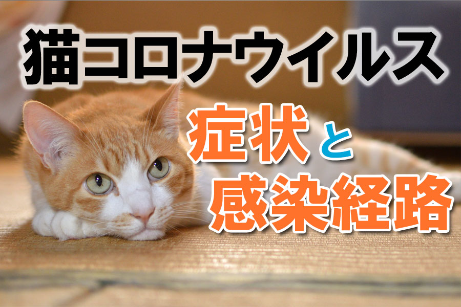 猫コロナウイルス 症状と感染経路