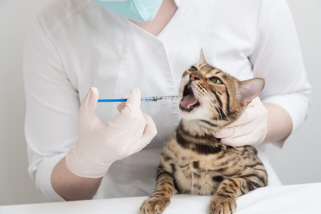 猫コロナウイルスの治療方法