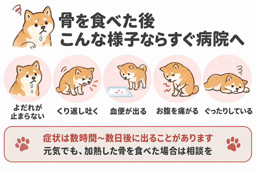 骨を食べた犬に見られたらすぐに動物病院を受診すべき症状。よだれ、えづく、繰り返す嘔吐、血便、お腹を痛がる、ぐったりしている