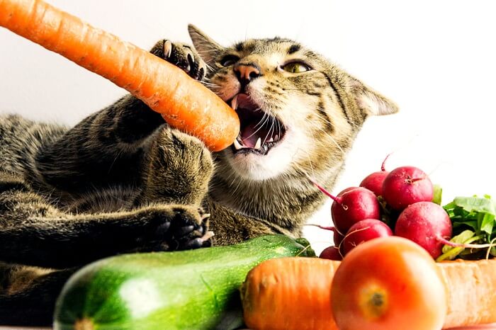 腎臓病の猫が食べてはいけないもの、食べていいもの