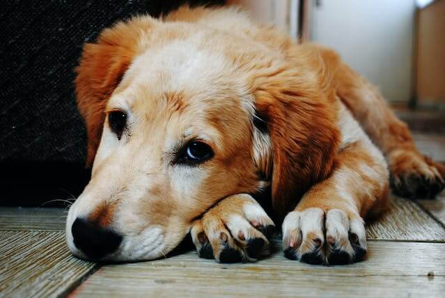 犬のアジソン病とは？