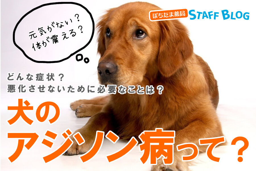 犬のアジソン病の症状とは？症状を悪化させない為に大切なこと