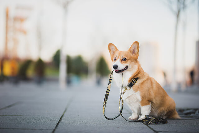 犬はアジソン病になると散歩を嫌がる？アジソン病の症状について解説