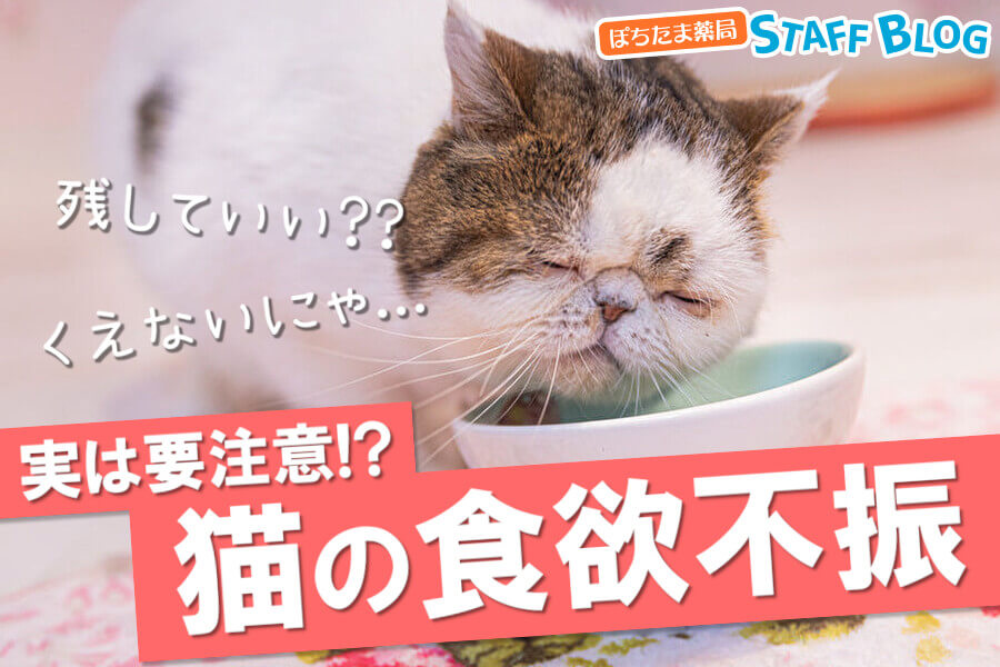 猫の食欲不振の原因は？「元気はある」でも油断してはいけない理由とは！？