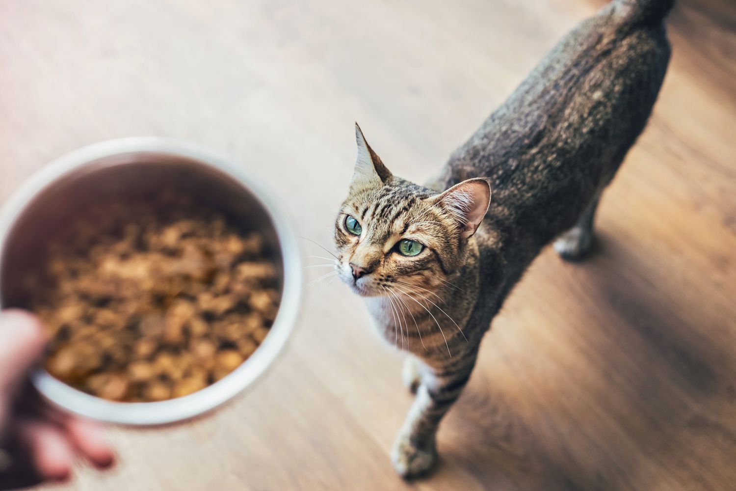 猫がご飯を食べない時の対処法