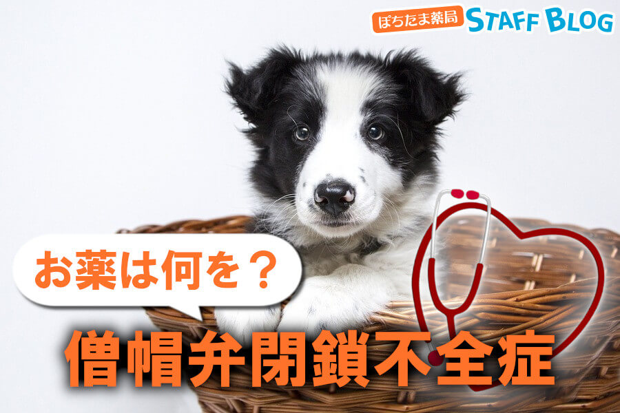 犬の僧帽弁閉鎖不全症にはどんな薬が有効？治療薬の解説と安く購入する方法を紹介