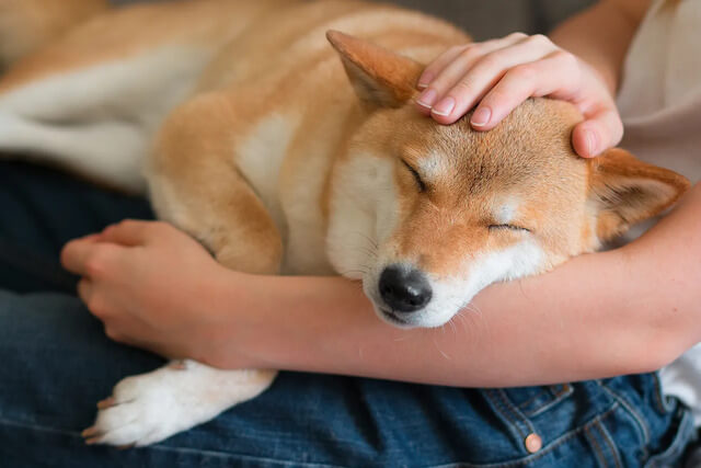 飼い主の腕で眠る柴犬