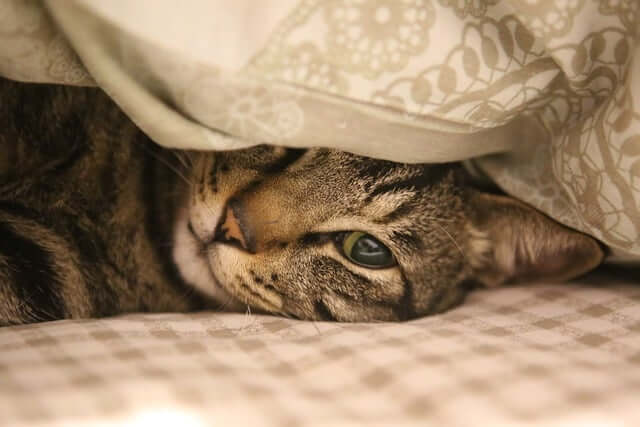 猫風邪の症状