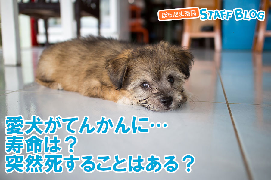 愛犬がてんかんに…寿命は？突然死することもある？
