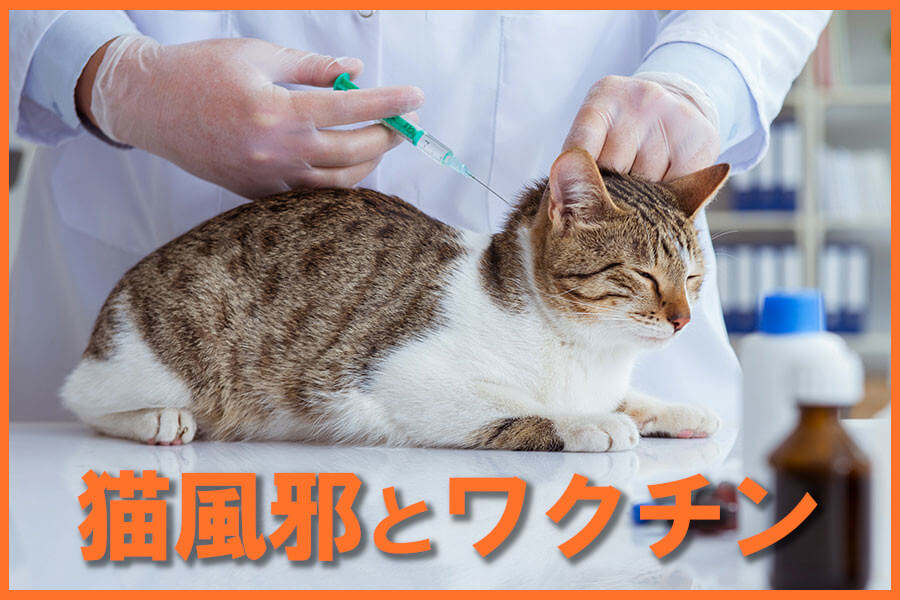 猫風邪はワクチンで予防できる？