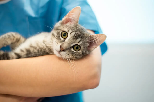セミントラで腎臓病を治療する猫