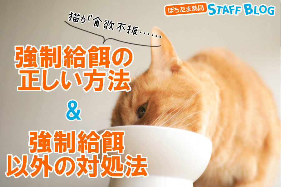 猫の強制給餌の正しいやり方や食欲がないときの対処法について