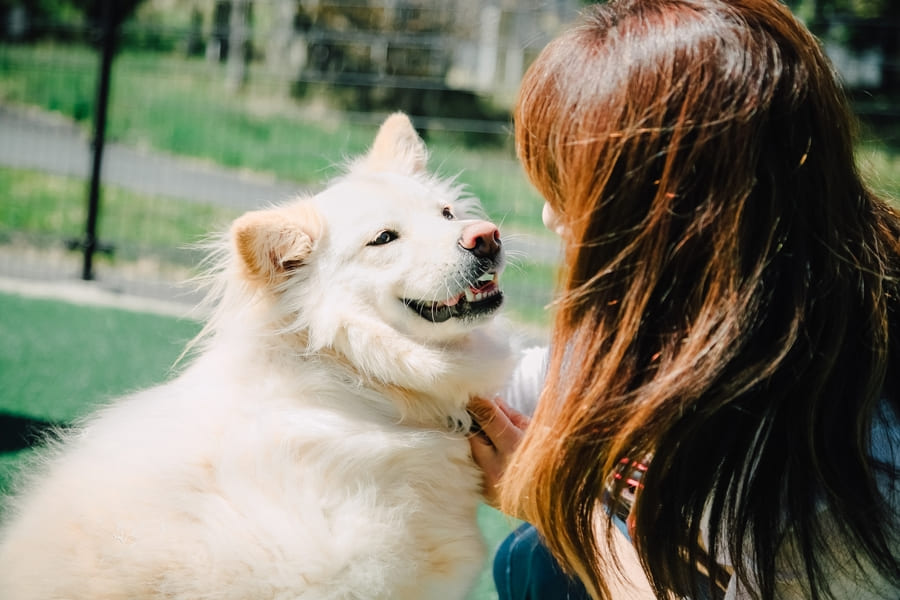 愛犬のノミダニ予防は3月から始めよう