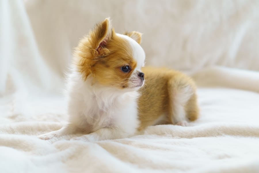 お散歩デビュー前の室内犬でも必要?