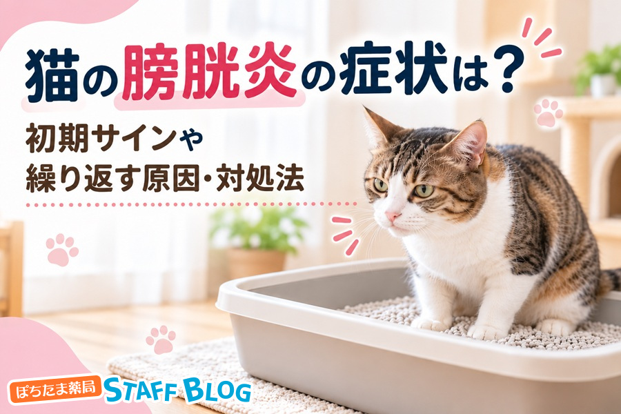 猫の膀胱炎の症状は？初期サインや繰り返す原因・対処法を解説