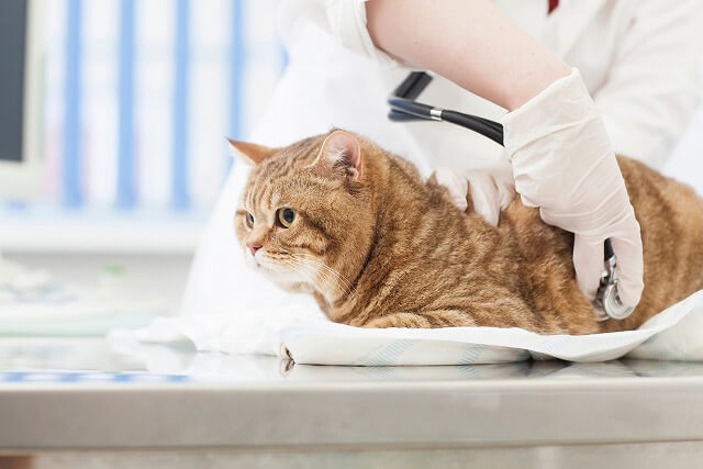 猫の膀胱炎の治療方法は？治療にかかる費用や予防方法を解説