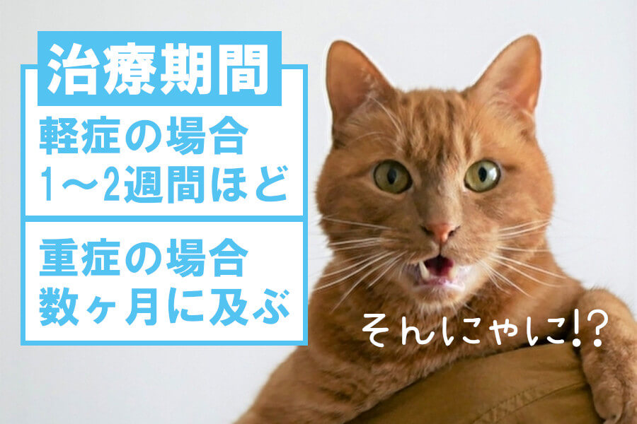 猫の膀胱炎の治し方は？