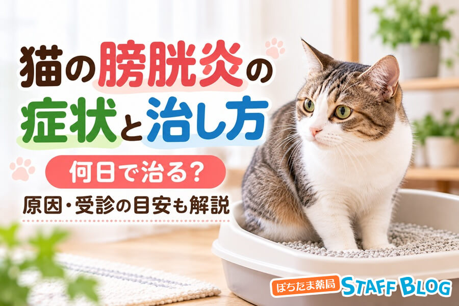 猫の膀胱炎の症状と治し方｜何日で治る？原因・受診の目安も解説