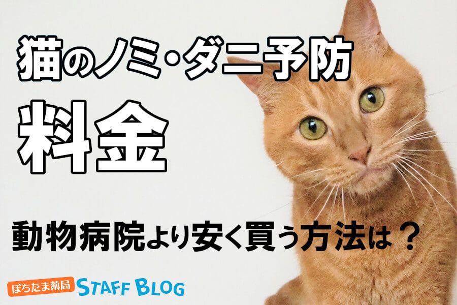 猫のノミ・ダニ予防の料金｜動物病院の値段相場と安く購入する方法