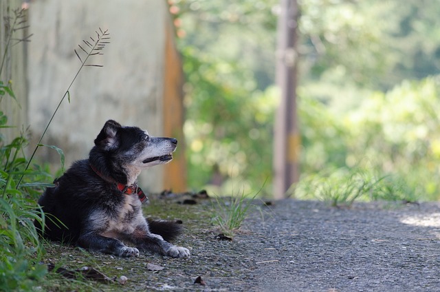 保護犬・保護猫の特徴