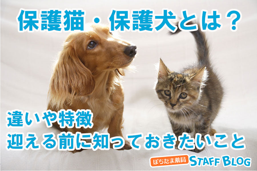 保護猫・保護犬とは?違いや特徴、迎える前に知っておきたいこと