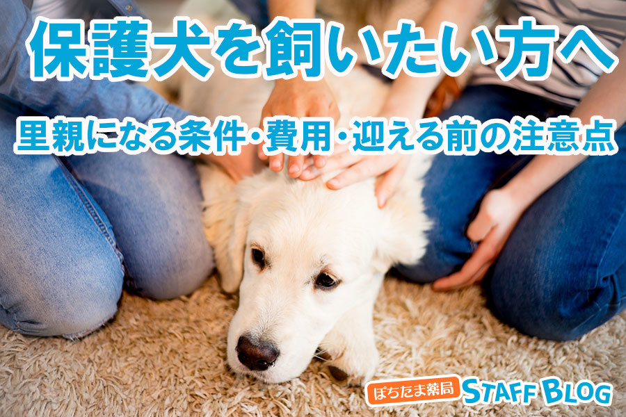【保護犬を飼いたい方へ】里親になる条件・費用・迎える前の注意点