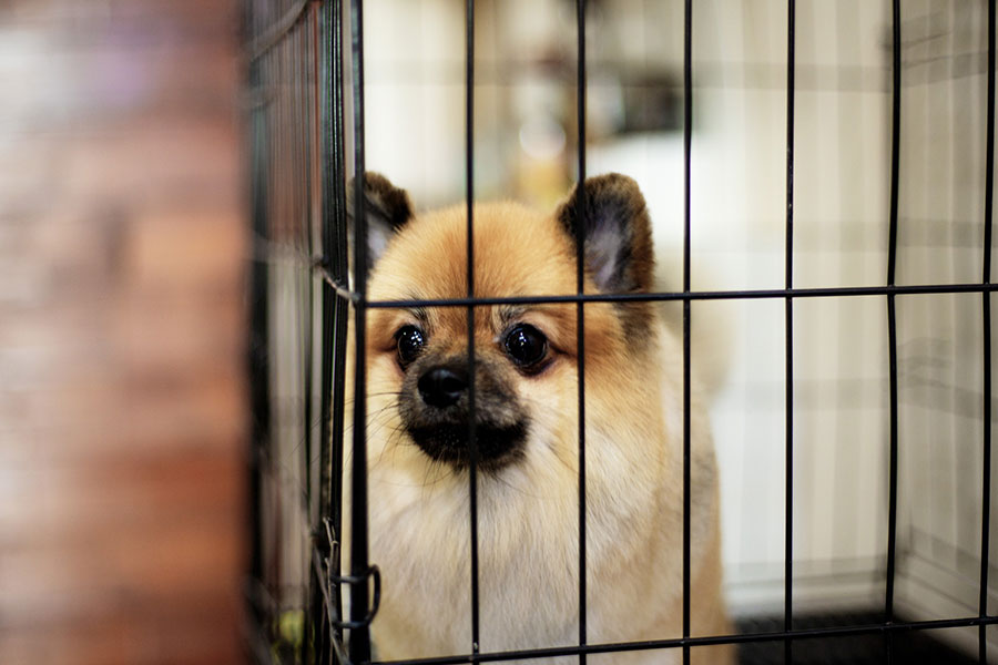 保護犬とは?