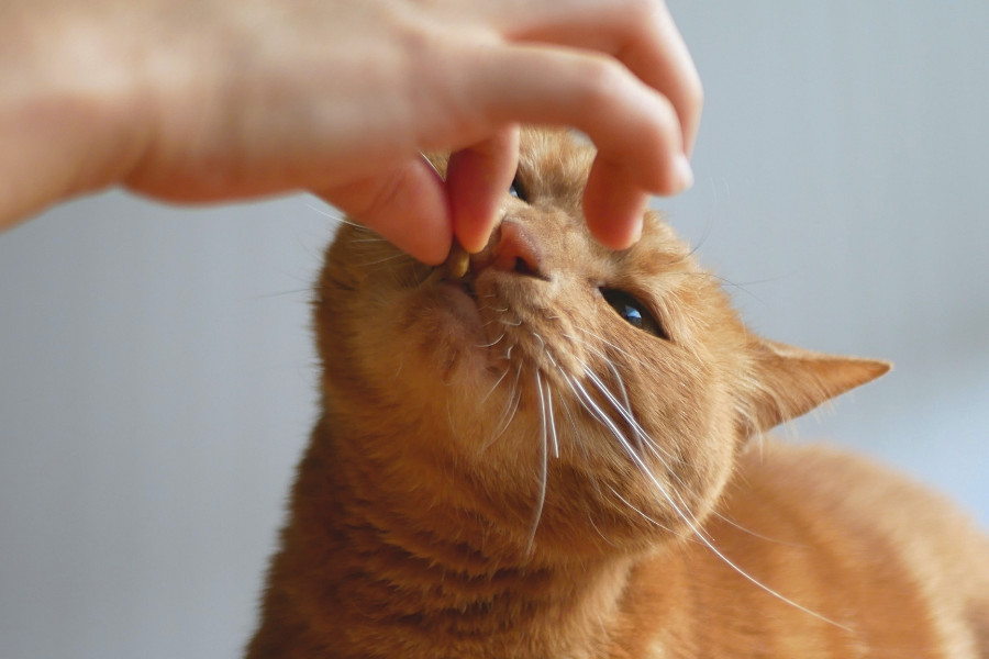 猫の強制給餌（きょうせいきゅうじ）とは