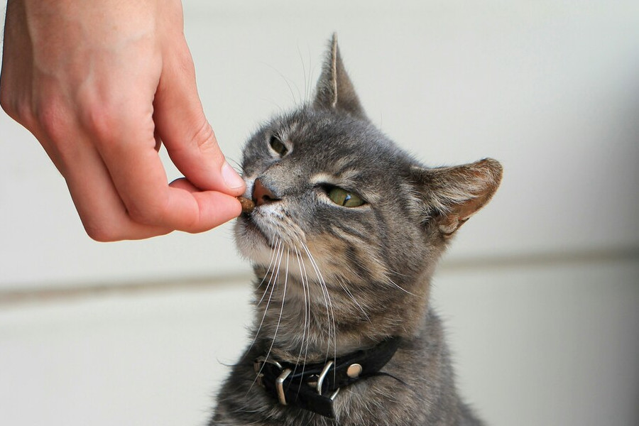 猫に強制給餌をするときの注意点