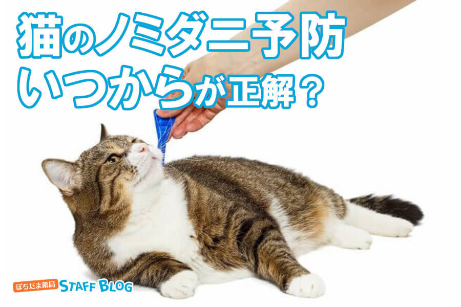 猫のノミダニ予防薬はいつから？室内飼いの猫でも必要？