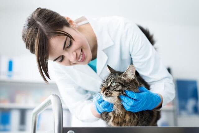 ノミダニ予防薬の投与を始める猫