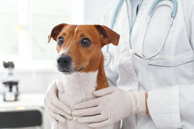 ノミダニ予防薬の投与を始める犬