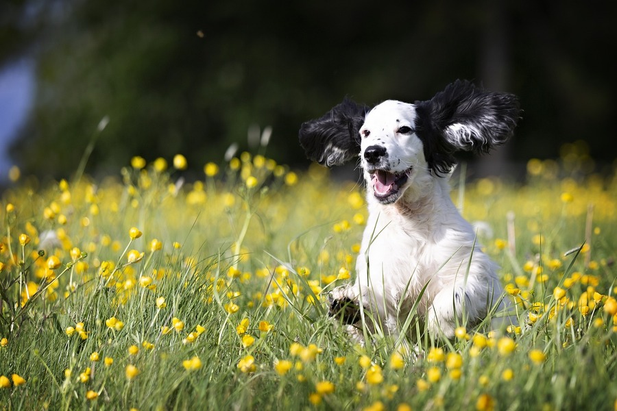 シンパリカはこんな飼い主さんにおすすめ