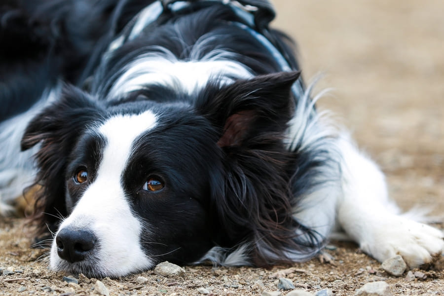 コリー系統の犬種への使用は慎重に