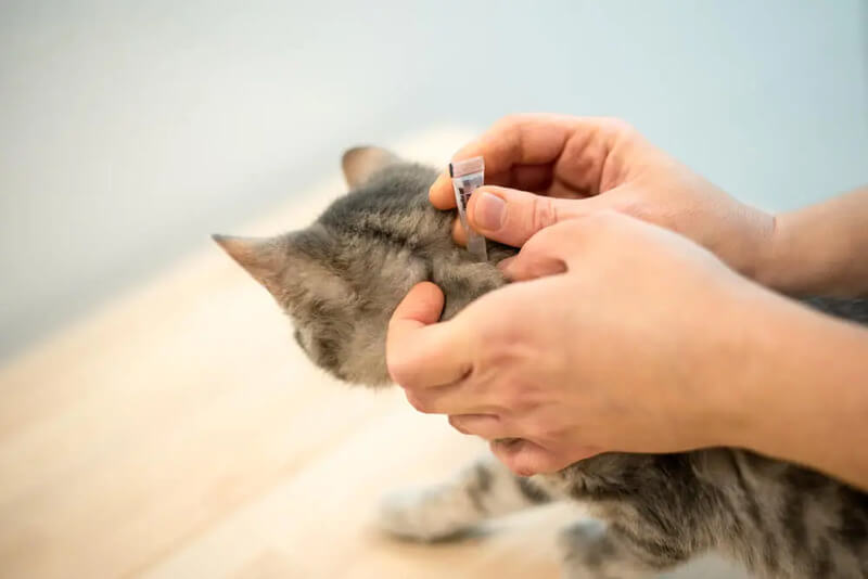 猫のフィラリア感染を防ぐ方法