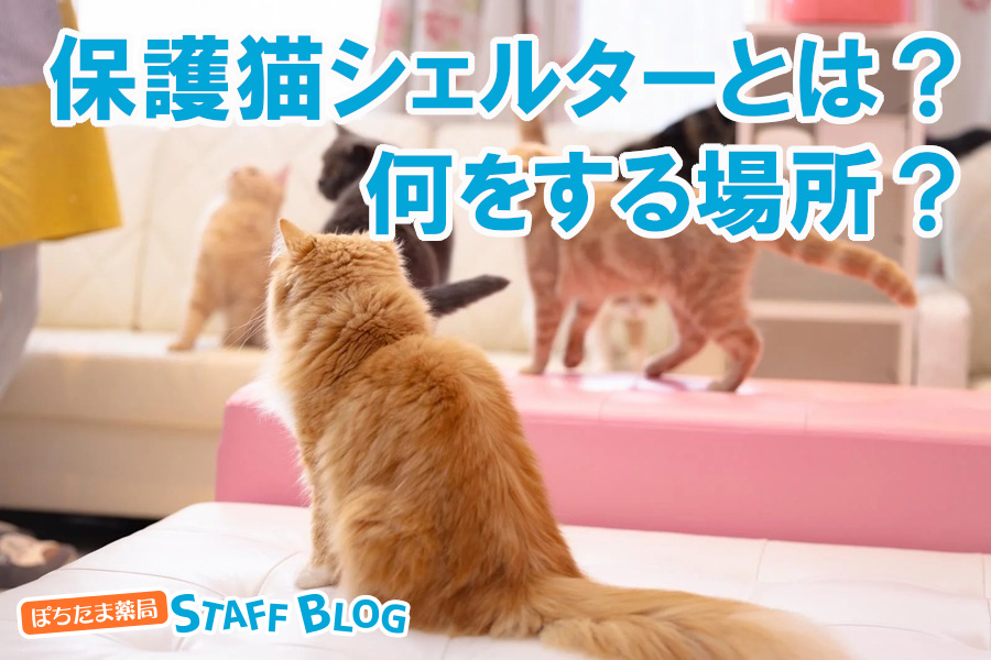 保護猫シェルターとは？何をする場所？引き取れる・支援できることを解説