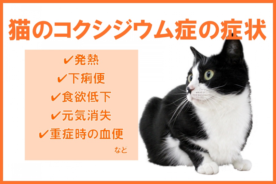 猫のコクシジウム症の症状は？