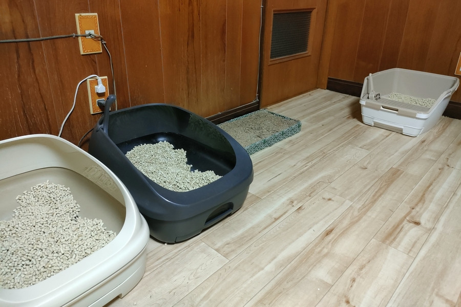 多頭飼いの場合はトイレを別々にする