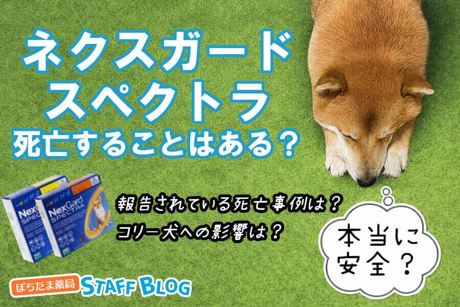 ネクスガードスペクトラで死亡することはある？事例と安全性を解説