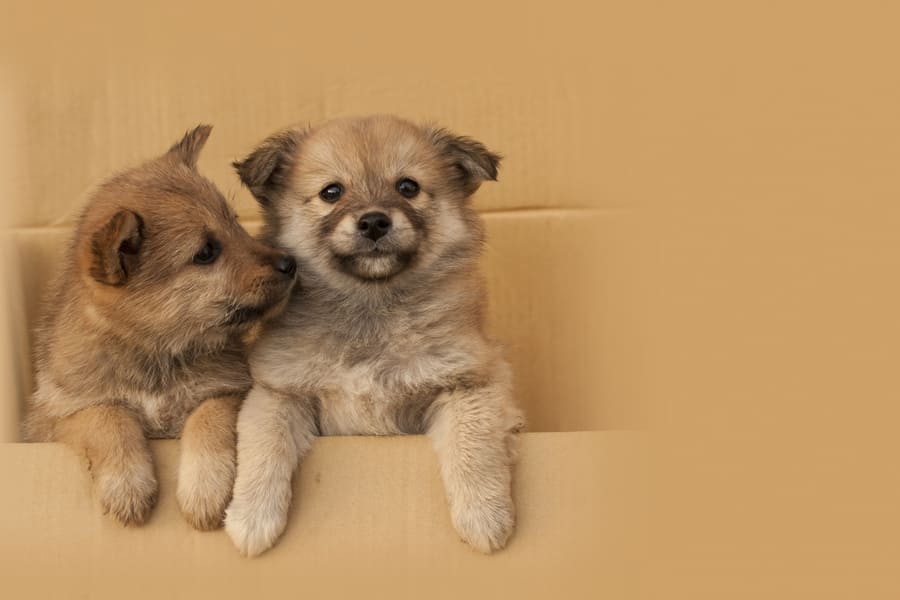 動物愛護センターに犬や猫を引き取ってもらうには？ 